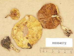  ( - H6004572)  @11 [ ] Copyright (2012) Diana Weckman Botanical Museum, Finnish Museum of Natural History, University of Helsinki