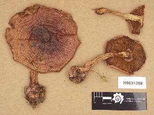  ( - H6031389)  @11 [ ] Copyright (2012) Diana Weckman Botanical Museum, Finnish Museum of Natural History, University of Helsinki