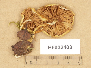  ( - H6032403)  @11 [ ] Copyright (2012) Diana Weckman Botanical Museum, Finnish Museum of Natural History, University of Helsinki