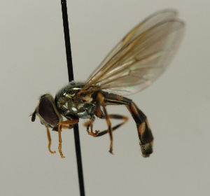  (Platycheirus ramsarensis - MZH_HP.1129)  @12 [ ] CreativeCommons - Attribution Non-Commercial No Derivatives (2013) Hanna Koivula Finnish Museum of Natural History