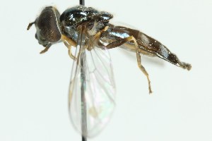  ( - MZH_HP.137)  @12 [ ] CreativeCommons - Attribution Non-Commercial (2012) Marko Mutanen University of Oulu