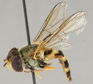  ( - MZH_HP.15)  @13 [ ] CreativeCommons - Attribution Non-Commercial No Derivatives (2011) Finnish Museum of Natural History Finnish Museum of Natural History