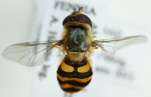  ( - MZH_HP.315)  @13 [ ] CreativeCommons - Attribution Non-Commercial (2012) Marko Mutanen University of Oulu