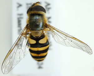  ( - MZH_HP.352)  @13 [ ] CreativeCommons - Attribution Non-Commercial (2012) Marko Mutanen University of Oulu