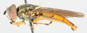  (Platycheirus immarginatus - MZH_HP.38)  @13 [ ] CreativeCommons - Attribution Non-Commercial No Derivatives (2011) Finnish Museum of Natural History Finnish Museum of Natural History
