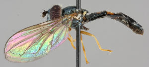  (Platycheirus angustatus - MZH_HP.72)  @14 [ ] CreativeCommons - Attribution Non-Commercial No Derivatives (2011) Finnish Museum of Natural History Finnish Museum of Natural History