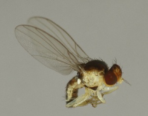  (Phytoliriomyza hilarella - JKA.14_7)  @11 [ ] CreativeCommons - Attribution Non-Commercial No Derivatives (2014) Dare Talvitie Finnish Museum of Natural History