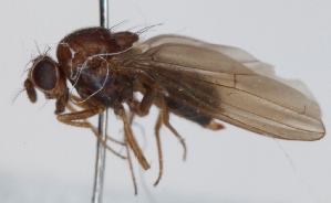  (Hirtodrosophila lundstroemi - KWi-234)  @11 [ ] CreativeCommons - Attribution Non-Commercial (2012) Marko Mutanen University of Oulu