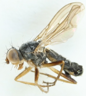  (Cordilura fuscipes - MZH_GV.3122)  @14 [ ] CreativeCommons - Attribution Non-Commercial (2012) Marko Mutanen University of Oulu