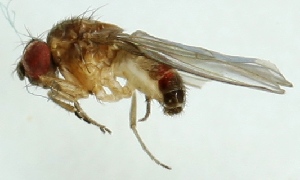  (Drosophila alpina - MZH_GV.3468)  @12 [ ] CreativeCommons - Attribution Non-Commercial (2012) Marko Mutanen University of Oulu