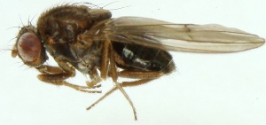  (Drosophila littoralis - MZH_GV.3575)  @12 [ ] CreativeCommons - Attribution Non-Commercial (2012) Marko Mutanen University of Oulu