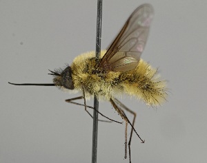  (Systoechus ctenopterus - MZH_HP.2199)  @13 [ ] CreativeCommons - Attribution Non-Commercial No Derivatives (2014) Hanna Koivula Finnish Museum of Natural History