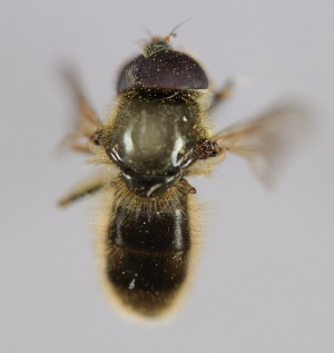  ( - MZH_HP.2210)  @12 [ ] CreativeCommons - Attribution Non-Commercial No Derivatives (2014) Hanna Koivula Finnish Museum of Natural History