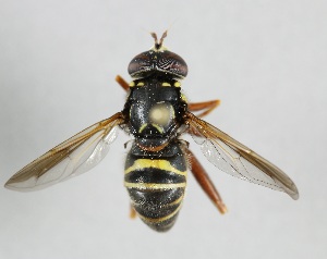  (Spilomyia diophthalma - MZH_HP.2254)  @14 [ ] CreativeCommons - Attribution Non-Commercial No Derivatives (2014) Hanna Koivula Finnish Museum of Natural History