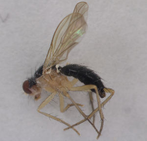  (Cordilura albipes - MZH_HP.658)  @13 [ ] CreativeCommons - Attribution Non-Commercial No Derivatives (2013) Hanna Koivula Finnish Museum of Natural History