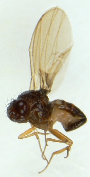  (Drosophila testacea - MZH_HP.870)  @12 [ ] CreativeCommons - Attribution Non-Commercial (2012) Marko Mutanen University of Oulu