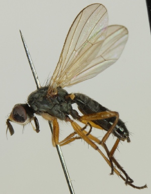 (Amaurosoma articulatum - jka-05-00678)  @11 [ ] CreativeCommons - Attribution Non-Commercial (2012) Marko Mutanen University of Oulu