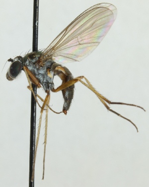  (Argyra leucocephala - jka06-00916)  @13 [ ] CreativeCommons - Attribution Non-Commercial (2012) Marko Mutanen University of Oulu