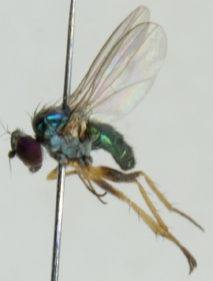  (Chrysotus neglectus - jka06-01792)  @12 [ ] CreativeCommons - Attribution Non-Commercial (2012) Marko Mutanen University of Oulu