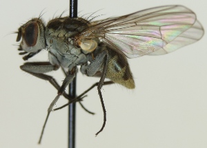  (Limnophora riparia - jka07-05154)  @11 [ ] CreativeCommons - Attribution Non-Commercial (2012) Marko Mutanen University of Oulu