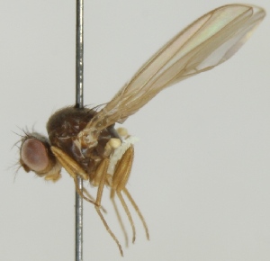  (Drosophila testacea - jka08-00248)  @12 [ ] CreativeCommons - Attribution Non-Commercial (2012) Marko Mutanen University of Oulu