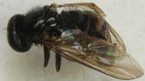  ( - jka11-00719)  @12 [ ] CreativeCommons - Attribution Non-Commercial (2012) Marko Mutanen University of Oulu