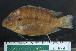  (Oreochromis schwebischi - OS19601 BLS14-012)  @11 [ ] CreativeCommons  Attribution Non-Commercial Share-Alike  Unspecified Unspecified
