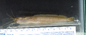  (Clarias jaensis - OS21474 GAB17-0143)  @11 [ ] CreativeCommons  Attribution Non-Commercial Share-Alike (2017) Brian Sidlauskas Oregon State University