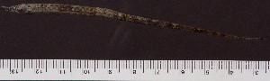  ( - OS21965 GAB17-1887)  @11 [ ] CreativeCommons  Attribution Non-Commercial Share-Alike (2019) Oregon State University Oregon State University