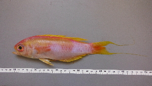  (Callanthias - GAL021)  @11 [ ] Unspecified (default): All Rights Reserved  Unspecified Unspecified