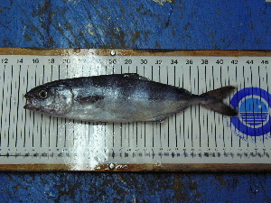  ( - NAD001)  @11 [ ] Unspecified (default): All Rights Reserved  Unspecified Unspecified
