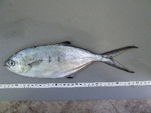  ( - TRO001)  @11 [ ] Unspecified (default): All Rights Reserved  Unspecified Unspecified