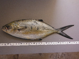  ( - TRO004)  @11 [ ] Unspecified (default): All Rights Reserved  Unspecified Unspecified
