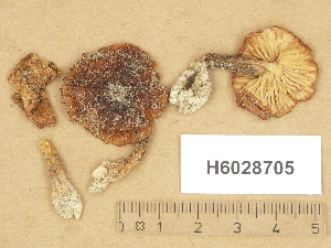  (Laccaria maritima - H6028705)  @11 [ ] Copyright (2012) Diana Weckman Botanical Museum, Finnish Museum of Natural History, University of Helsinki