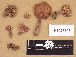  (Laccaria purpureobadia - H6028707)  @11 [ ] Copyright (2012) Diana Weckman Botanical Museum, Finnish Museum of Natural History, University of Helsinki