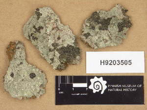  ( - H9203505)  @11 [ ] Copyright (2012) Diana Weckman Botanical Museum, Finnish Museum of Natural History, University of Helsinki