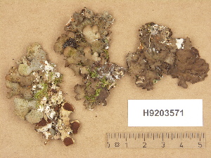  (Nephroma bellum - H9203571)  @11 [ ] Copyright (2012) Diana Weckman Botanical Museum, Finnish Museum of Natural History, University of Helsinki