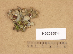  (Nephroma resupinatum - H9203574)  @11 [ ] Copyright (2012) Diana Weckman Botanical Museum, Finnish Museum of Natural History, University of Helsinki