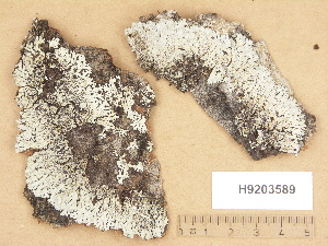  (Physcia aipolia - H9203589)  @11 [ ] Copyright (2012) Diana Weckman Botanical Museum, Finnish Museum of Natural History, University of Helsinki