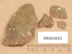  ( - H9203623)  @11 [ ] Copyright (2012) Diana Weckman Botanical Museum, Finnish Museum of Natural History, University of Helsinki