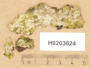  ( - H9203624)  @11 [ ] Copyright (2012) Diana Weckman Botanical Museum, Finnish Museum of Natural History, University of Helsinki