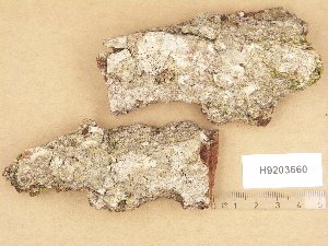  (Biatora beckhausii - H9203660)  @11 [ ] Copyright (2012) Diana Weckman Botanical Museum, Finnish Museum of Natural History, University of Helsinki