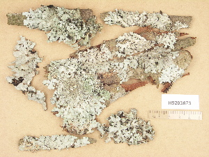  ( - H9203673)  @11 [ ] Copyright (2012) Diana Weckman Botanical Museum, Finnish Museum of Natural History, University of Helsinki