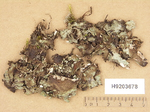  ( - H9203678)  @11 [ ] Copyright (2012) Diana Weckman Botanical Museum, Finnish Museum of Natural History, University of Helsinki
