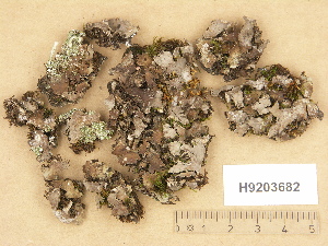  ( - H9203682)  @11 [ ] Copyright (2012) Diana Weckman Botanical Museum, Finnish Museum of Natural History, University of Helsinki
