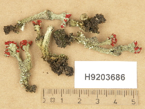  ( - H9203686)  @11 [ ] Copyright (2012) Diana Weckman Botanical Museum, Finnish Museum of Natural History, University of Helsinki