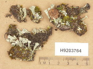  ( - H9203764)  @11 [ ] Copyright (2012) Diana Weckman Botanical Museum, Finnish Museum of Natural History, University of Helsinki