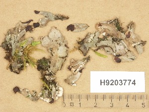 ( - H9203774)  @11 [ ] Copyright (2012) Diana Weckman Botanical Museum, Finnish Museum of Natural History, University of Helsinki