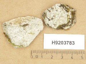  (Verrucaria sp - H9203783)  @11 [ ] Copyright (2012) Diana Weckman Botanical Museum, Finnish Museum of Natural History, University of Helsinki