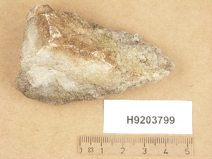  (Verrucaria aff. corticola - H9203799)  @11 [ ] Copyright (2012) Diana Weckman Botanical Museum, Finnish Museum of Natural History, University of Helsinki